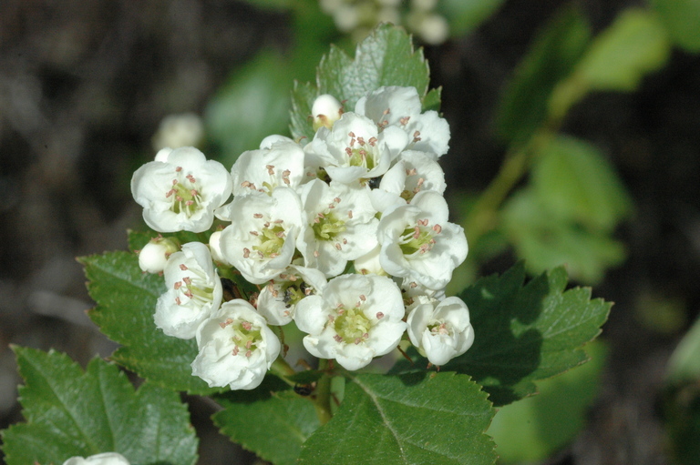 Crataegus castlegarensis