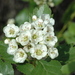 Crataegus castlegarensis - Photo (c) 2011 Dean Wm. Taylor, Ph.D.,  זכויות יוצרים חלקיות (CC BY-NC-SA)