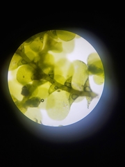 Cheilolejeunea clypeata