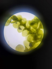 Cheilolejeunea clypeata