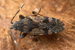Euander lacertosus