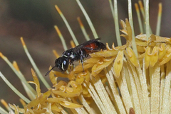 Hylaeus littleri