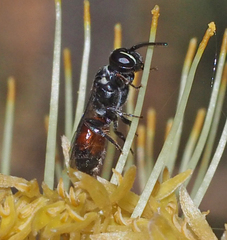 Hylaeus littleri
