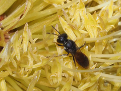 Hylaeus littleri