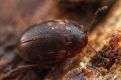 Agyrtodini
