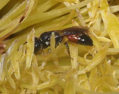 Hylaeus littleri