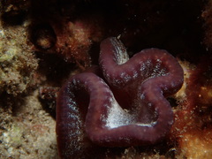 Sycozoa cerebriformis