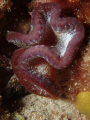 Sycozoa cerebriformis