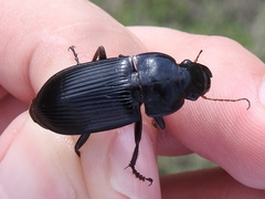 Harpalus caliginosus