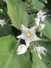 Solanum torvum