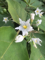 Solanum torvum