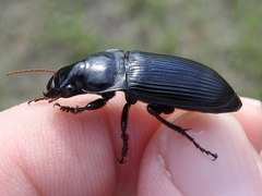 Harpalus caliginosus