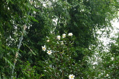 Camellia oleifera