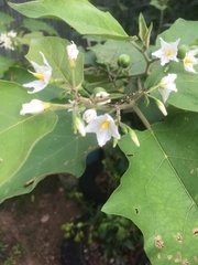Solanum torvum