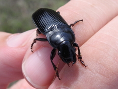 Harpalus caliginosus