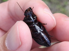 Harpalus caliginosus