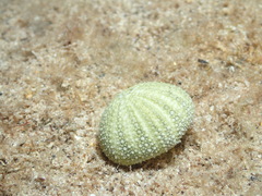 Temnopleurus michaelseni