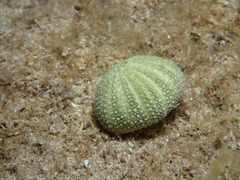 Temnopleurus michaelseni
