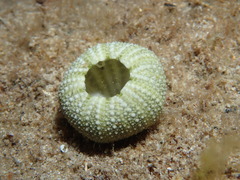 Temnopleurus michaelseni