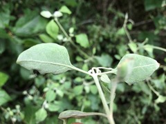 Atriplex muelleri