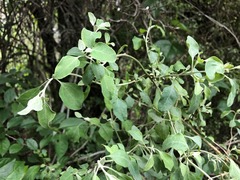 Atriplex muelleri