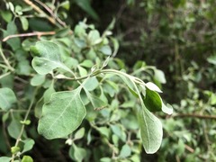 Atriplex muelleri