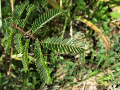 Mimosa microphylla