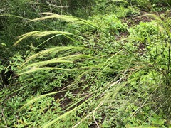 Austrostipa ramosissima