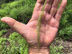 Austrostipa ramosissima