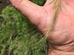 Austrostipa ramosissima