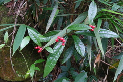 Ardisia lindleyana
