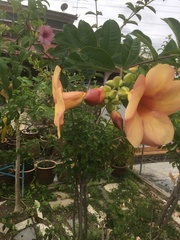 Allamanda