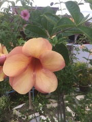 Allamanda