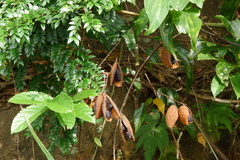 Caesalpinia vernalis