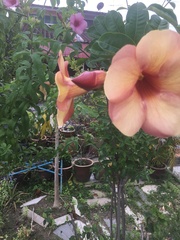 Allamanda