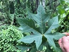 Brachychiton discolor