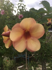 Allamanda