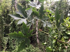 Brachychiton discolor