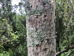 Brachychiton discolor