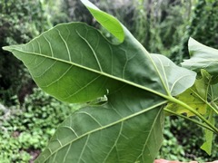 Brachychiton discolor