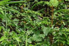 Caesalpinia vernalis