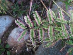 Mimosa microphylla