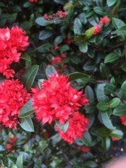 Ixora