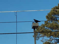 Corvus corax