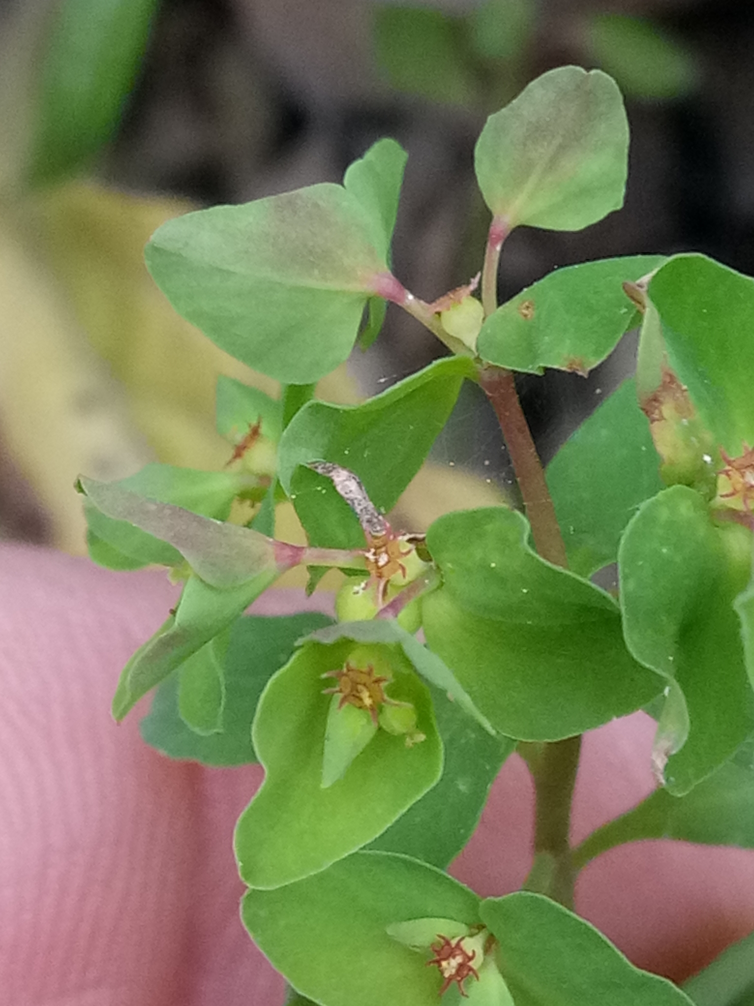 Euphorbia peplus var. peplus