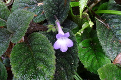 Didymostigma obtusum