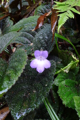 Didymostigma obtusum