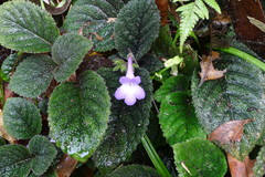 Didymostigma obtusum