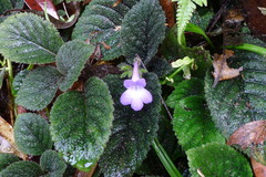 Didymostigma obtusum