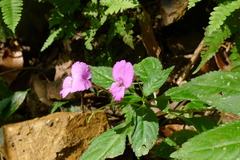 Impatiens macrovexilla